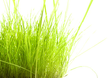 Tall Green Grass on White photo