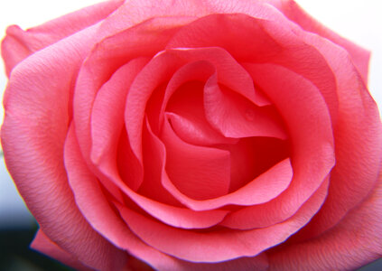 Pink Rose Flower photo