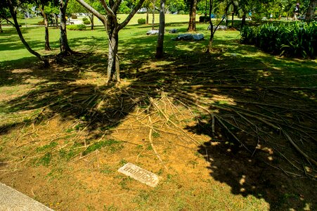 Tree tree roots shadow photo