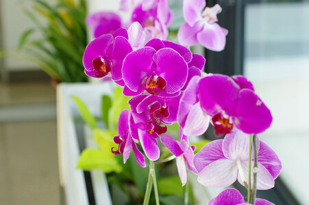 35 Flower