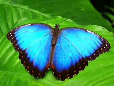 Blue morphofalter morpho peleides sky butterfly