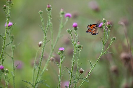 Bug butterfly monarch