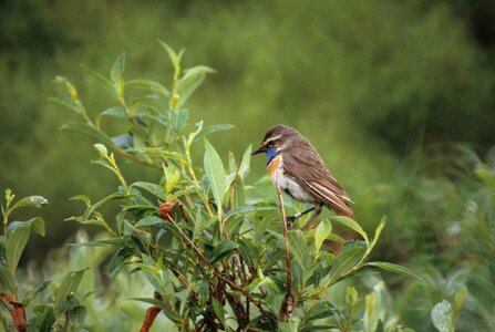 Bird bouquet Luscinia svecica photo