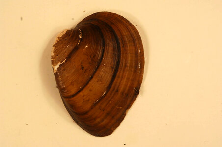 Ellipsaria lineolata (outside)-5