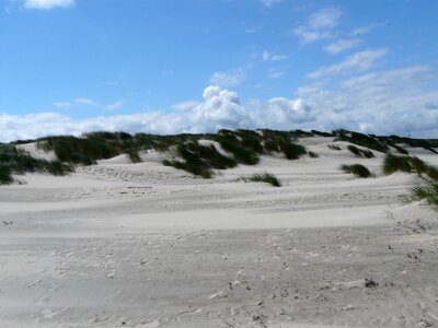 Beach sand marram grass photo