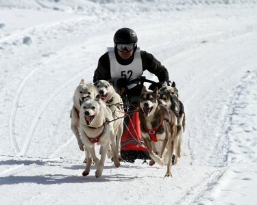 Husky safari in action. The dogs are pulling the sledge photo