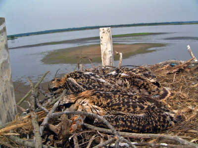 Osprey in Nest photo