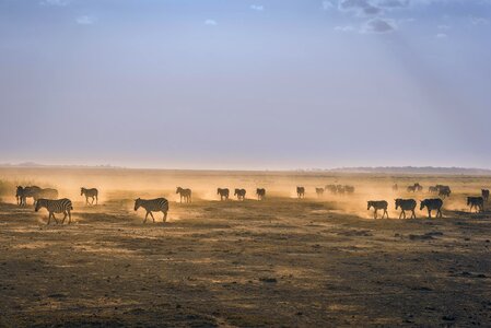 Wildlife animals zebras photo