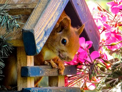 Garden bird rodent