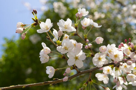 77 Cherry tree