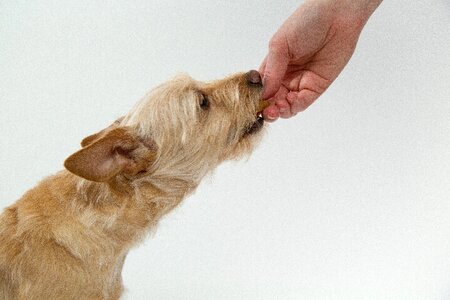 Eat biscuit reward