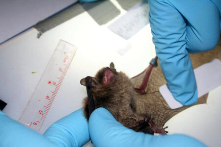 Researcher collects sebum sample from bat wing photo