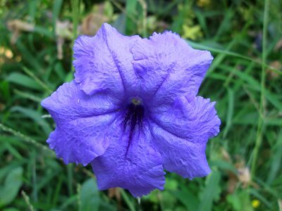 Garden plant blue