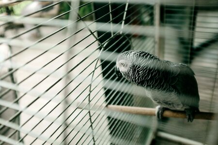Parrot bird cage photo