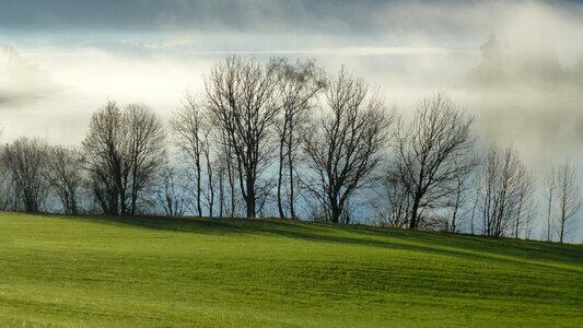 Fog trees shadow