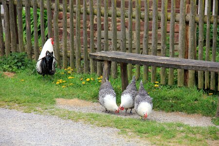 Hahn chicken chickens