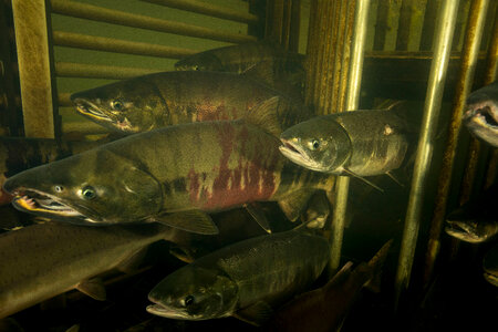 Salmon migrating through weir-1