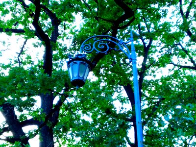 Branch environment lamp photo