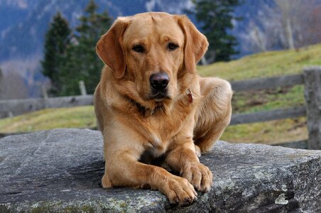 Fur pet lying photo