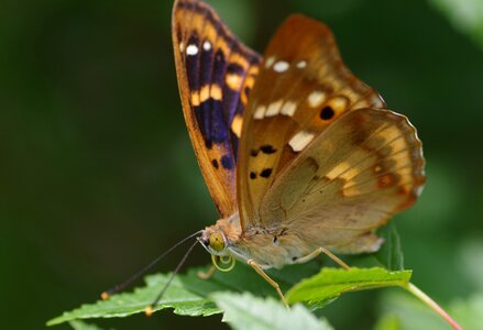 Garden insect rarely