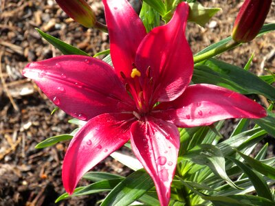 Floral bloom blossom