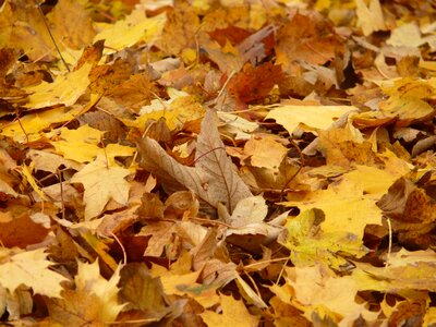 Maple leaves autumn yellow photo