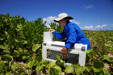 Nihoa Millerbird Translocation-4