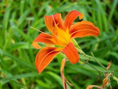 Orange and Yellow Flower photo