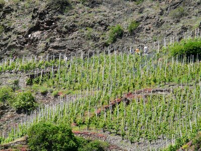 Wine steep location mosel photo