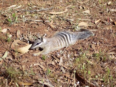 Fasciatus myrmecobius fauna