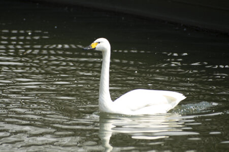 10 Swan photo