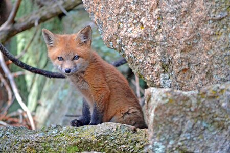 Nature baby animals redfox
