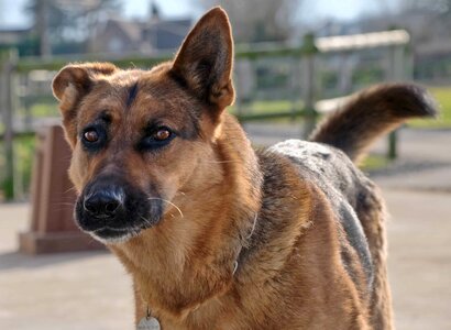 Animal brown canine