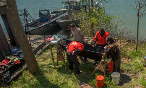 USFWS Fisheries crew prepares to operate on lake sturgeon-1 photo