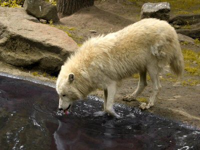 White Wolf Drinking from a pond photo