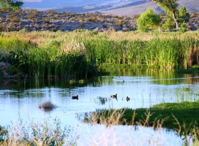 Advantage aquatic bird habitat