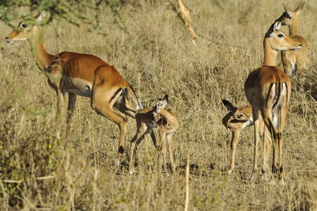 Antelope serengeti babies