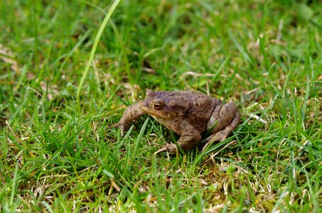 Amphibian nature animal