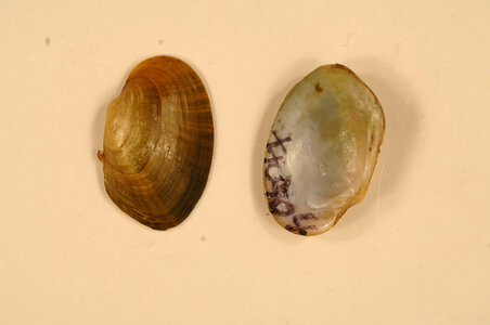 Epioblasma capsaeformis-1