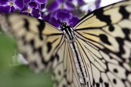 Animal arthropod beautiful