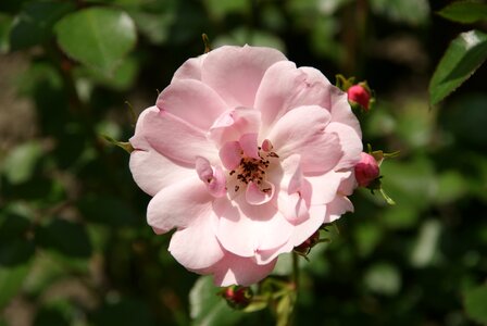 Bloom summer lenz
