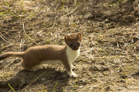 Weasel, Short-tailed-1 photo
