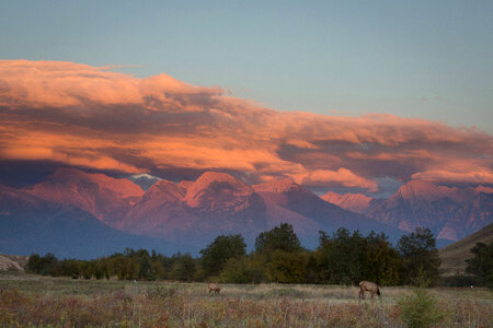Elk herd with mountain backdrop at sunset