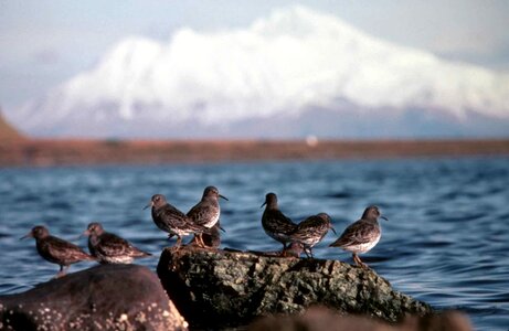 Bird rock Scolopacidae
