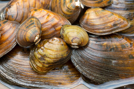 Endangered freshwater mussels photo