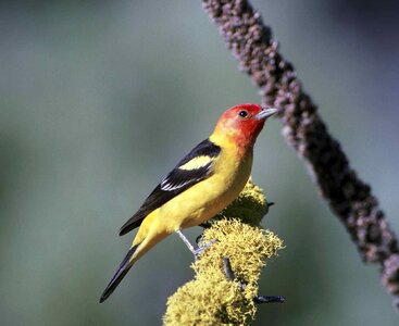 Bird Coereba flaveola male photo