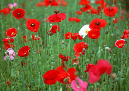 Field of bright red corn poppy flowers in summer photo