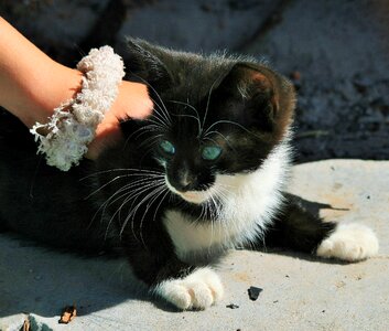 Small cat black
