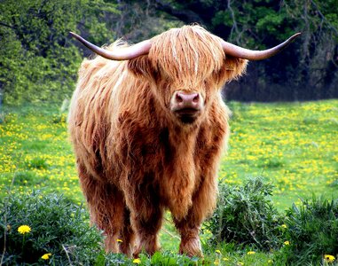 Shaggy pasture field photo