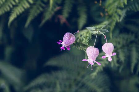 Pink Flowers Growing among Ferns photo